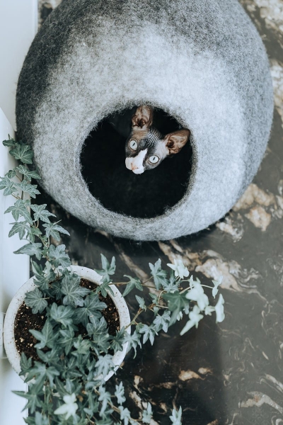 Skyline Cat Cave
