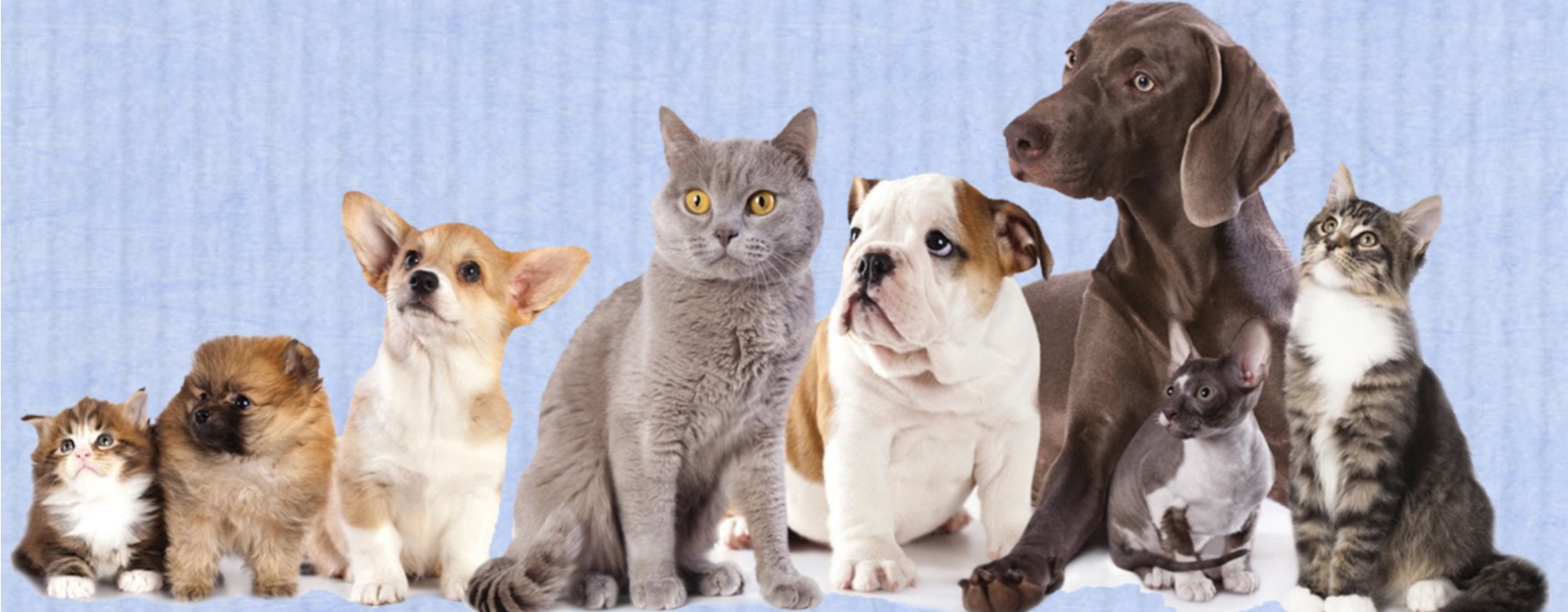 Pet supplies shown in the NOLLYSSHOP About image